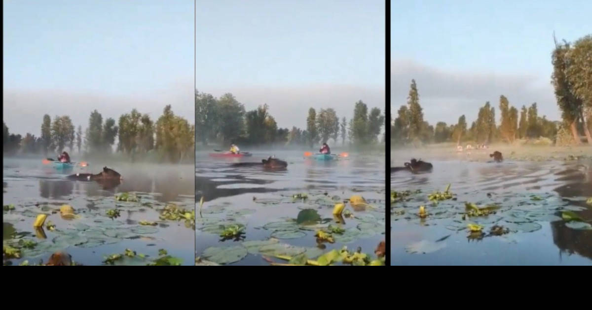 VIDEO: Las VACAS también nadan y lo hacen en canales de Xochimilco