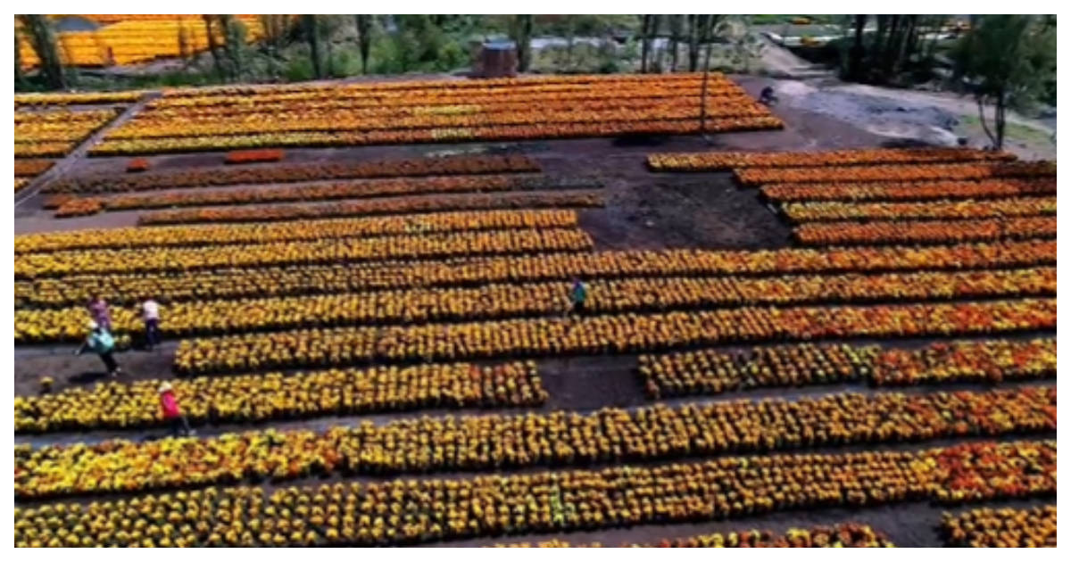 sta migración de mexiquenses provoca que la mano de obra para cultivar haya disminuido en estas zonas