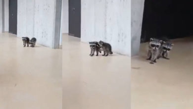 Bebés mapaches son captados en la UNAM y enternecen la red