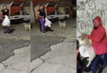 Vecina capta en VIDEO cuando pareja se roba al perrito ‘Suadero’ en Ixtapaluca