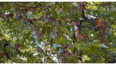 Está cerca la temporada de la Mariposa Monarca en Edomex, pero dónde están los Santuarios y a partir de cuándo se podrán visitar.