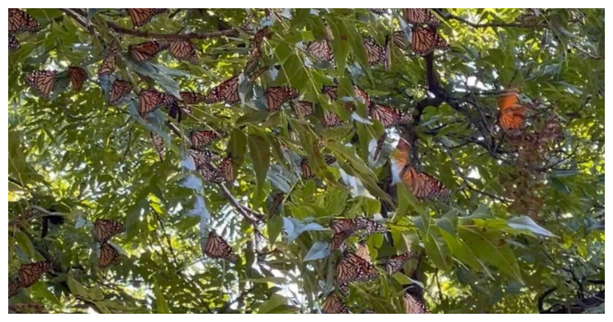 Está cerca la temporada de la Mariposa Monarca en Edomex, pero dónde están los Santuarios y a partir de cuándo se podrán visitar.