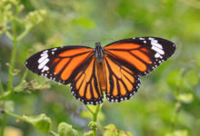 Michoacán reporta primeros avistamientos de Monarcas en la víspera del Día de Muertos