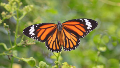 Michoacán reporta primeros avistamientos de Monarcas en la víspera del Día de Muertos