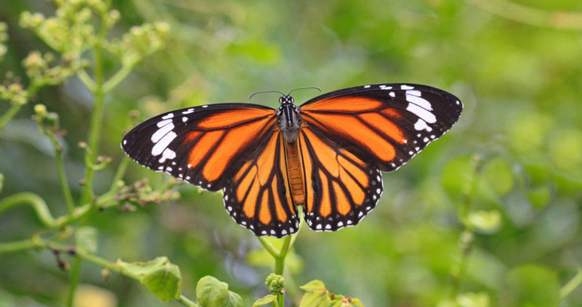 Michoacán reporta primeros avistamientos de Monarcas en la víspera del Día de Muertos