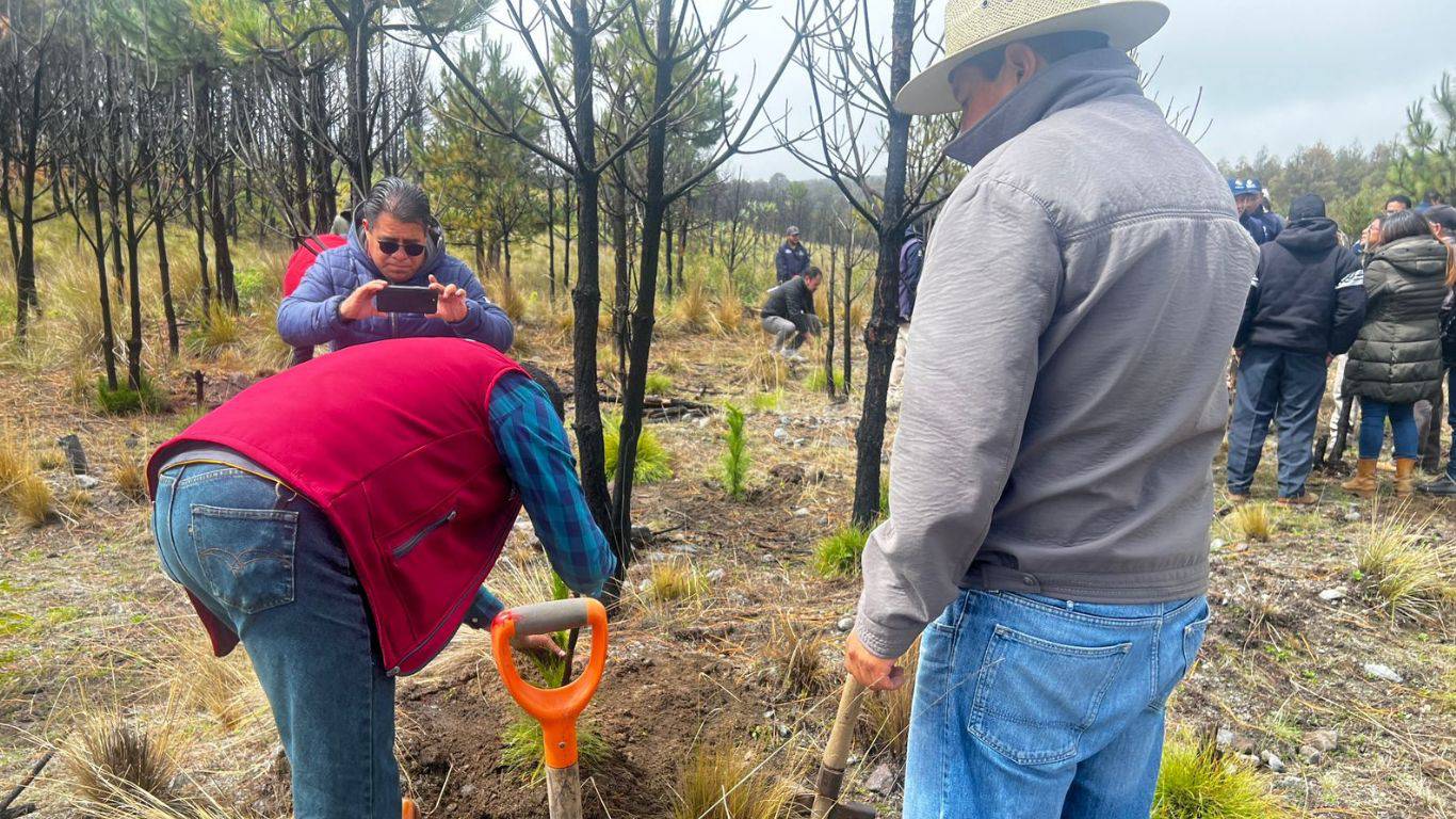 Reforestación sin seguimiento ni información