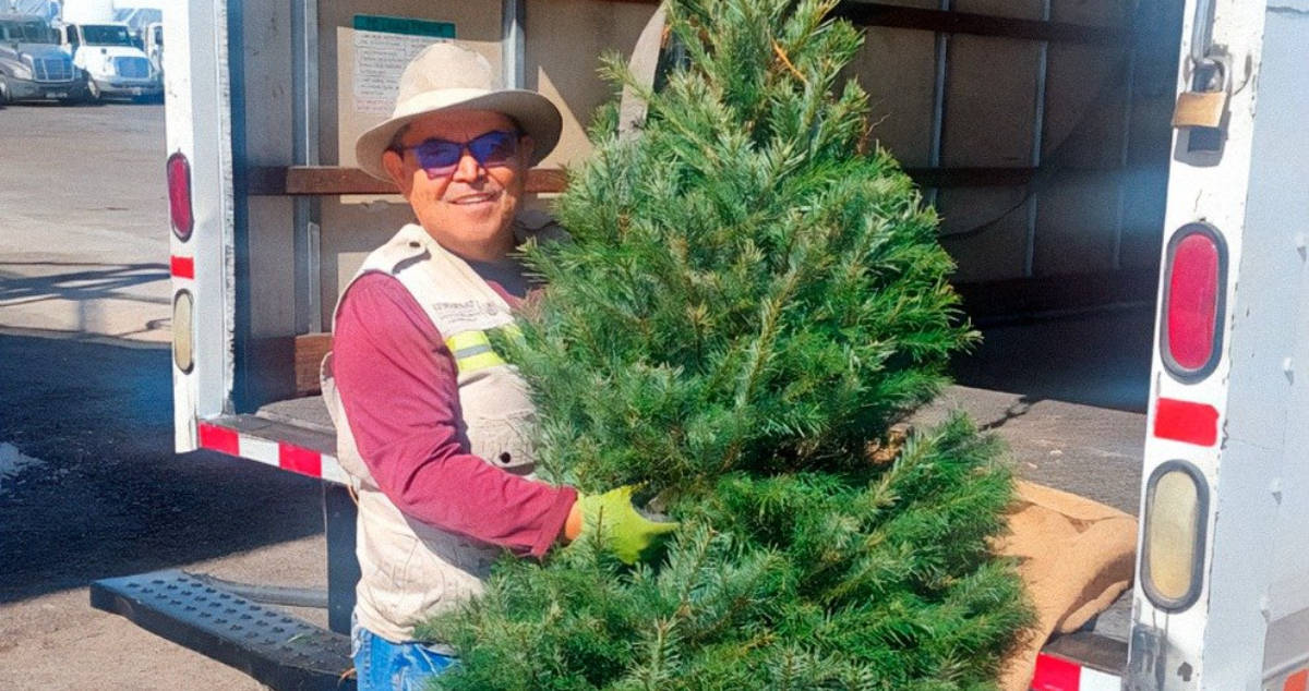 Profepa comienza inspección de árboles de Navidad para la temporada